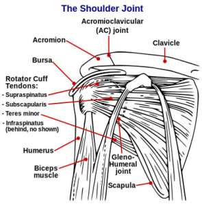 shoulder-diagram-01